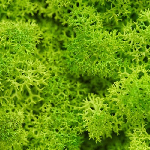 Moss