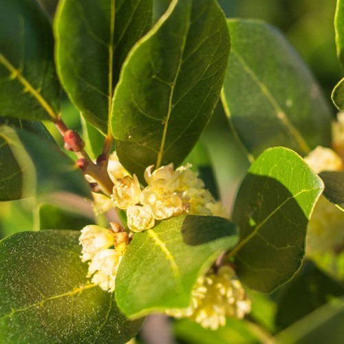 Laurel