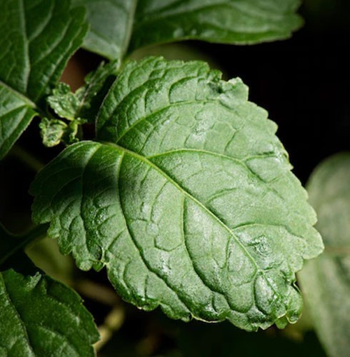 Patchouli leaves