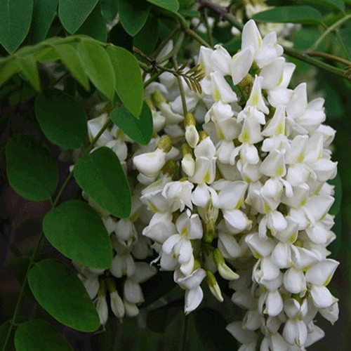 Akasiya