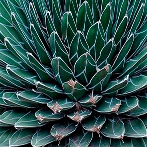Agave