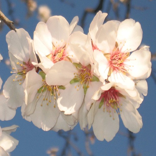 Almond blossom
