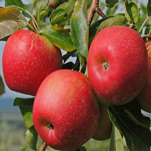 Alma ağacı