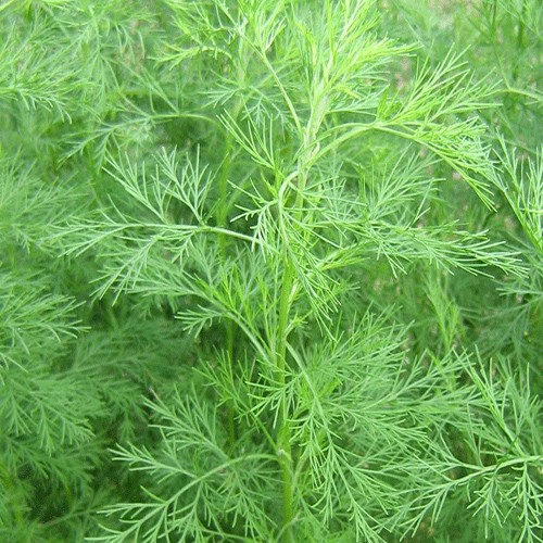 Artemisia