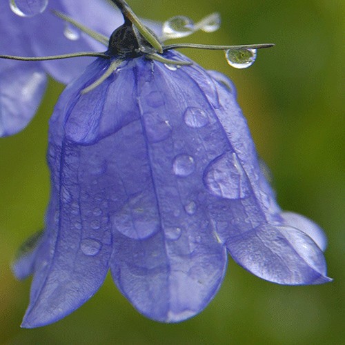 Bellflower