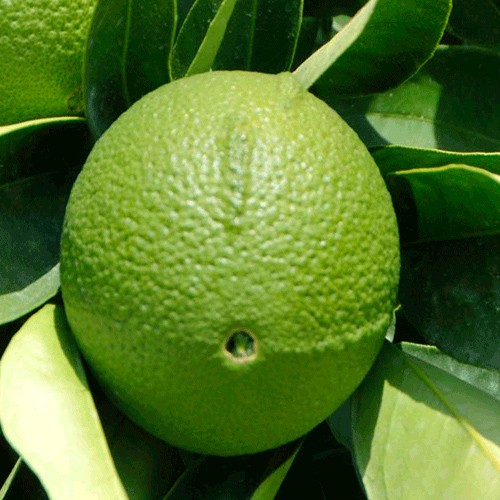 Berqamot