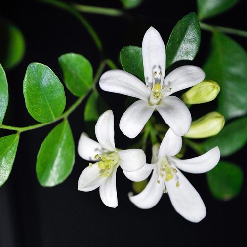 Bergamot blossom