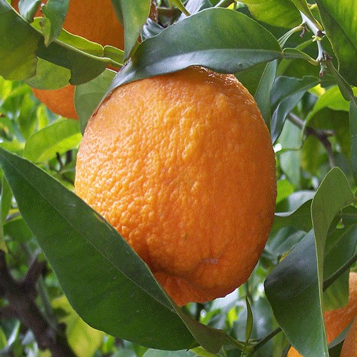 Bitter orange