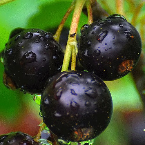 Black currant