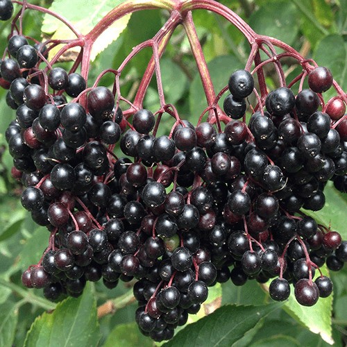 Black elder