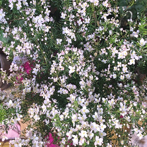 Boronia