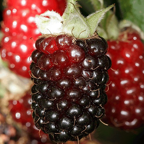Boysenberry