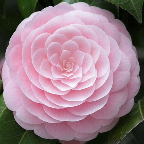 Camellia