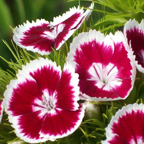 Carnation