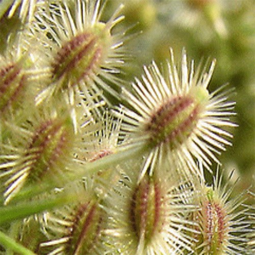Carrot Seeds