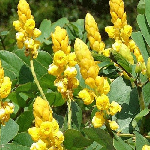 Cassia