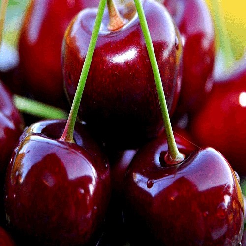 Cherry