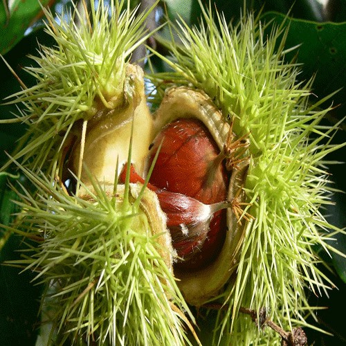 Chestnut