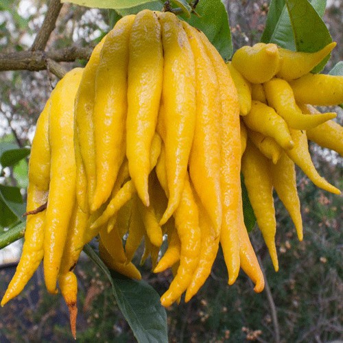 Citron