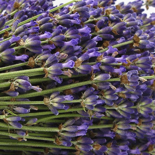Müşk sürvəsi (Adaçayı)