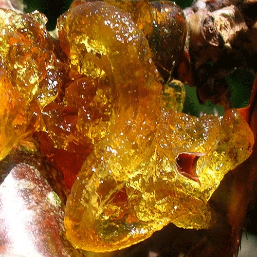 Copal