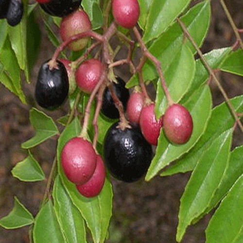 Curry tree