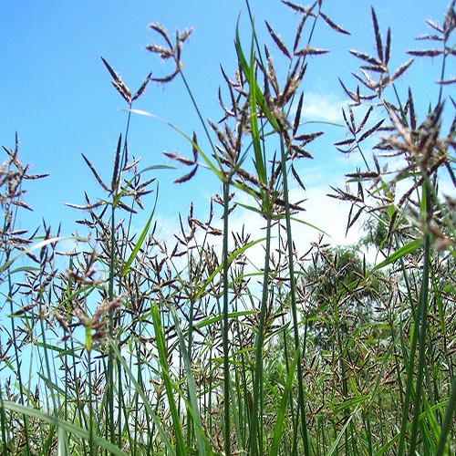 Cypriol oil (Nagarmotha)