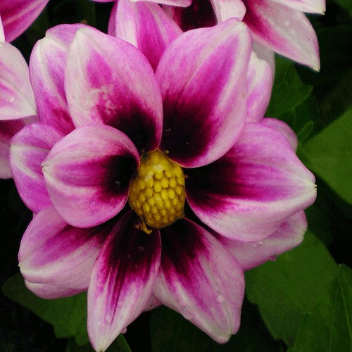 Dahlia