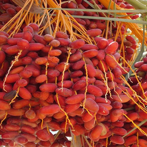 Dates