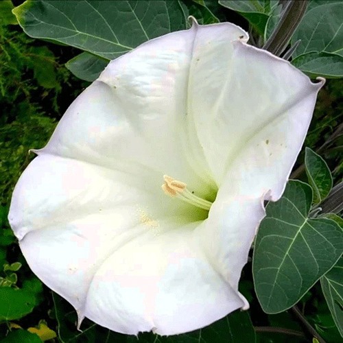 Datura