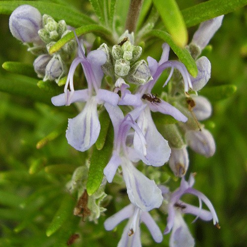 Elemi