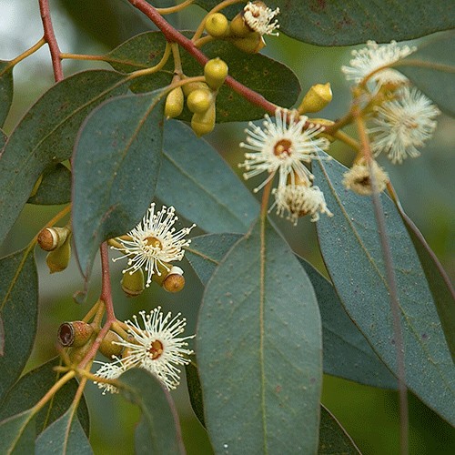 Eucalyptus