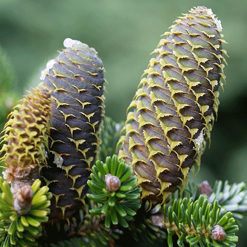 Fir