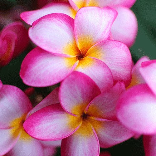 Frangipani