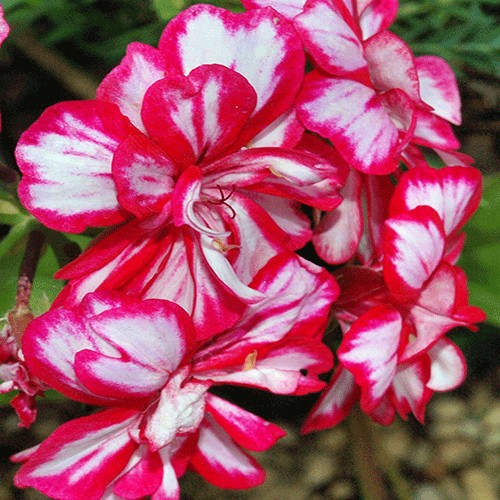 Geranium