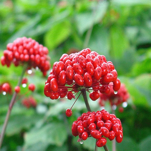 Женьшень