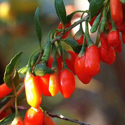 Goji berries