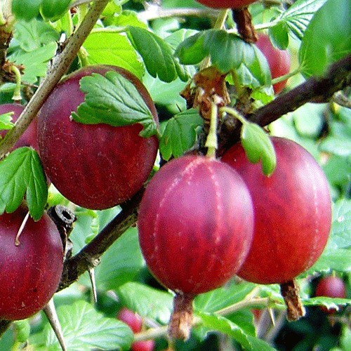 Крыжовник