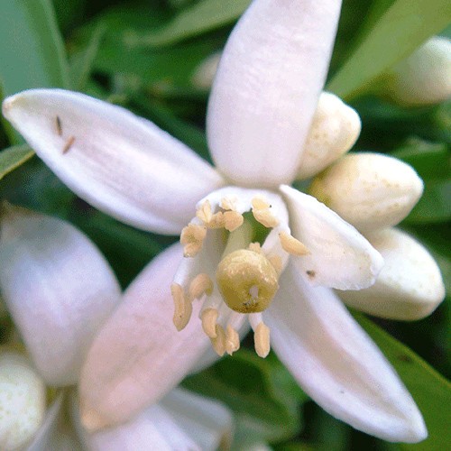 Grapefruit blossom