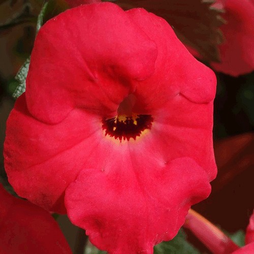 Grenadine