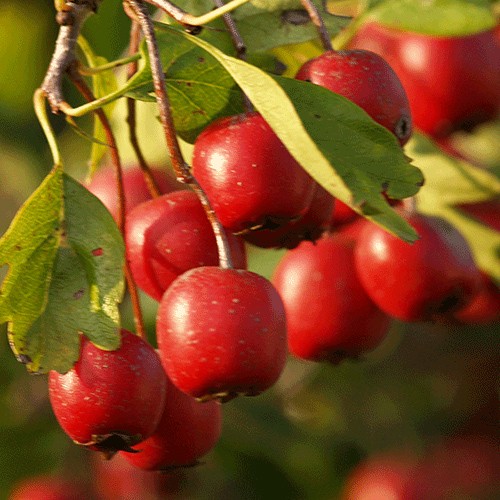 Hawthorn