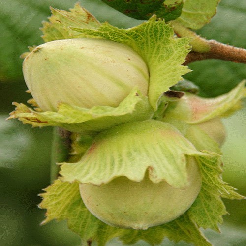 Fındıq