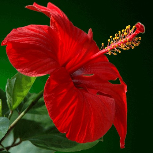 Hibiskus
