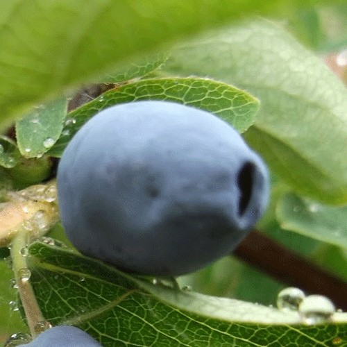 Honeysuckle