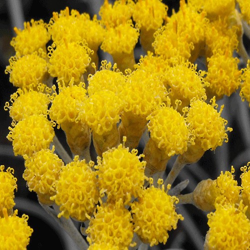 Immortelle
