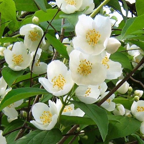 Jasmin