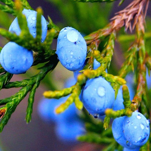 Juniper
