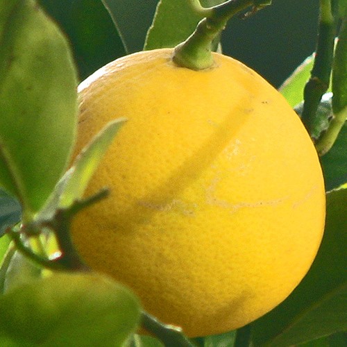 Лимон