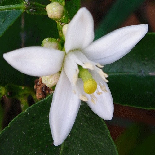 Limon çiçəyi