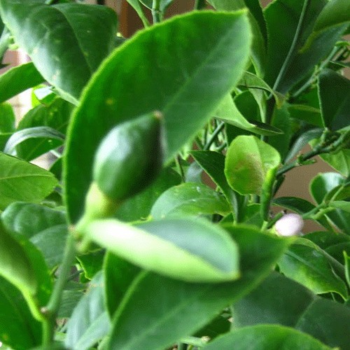 Limon ağacı